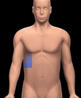 <p>The area of the abdomen located beneath the right rib cage, containing organs such as the liver and gallbladder. </p>