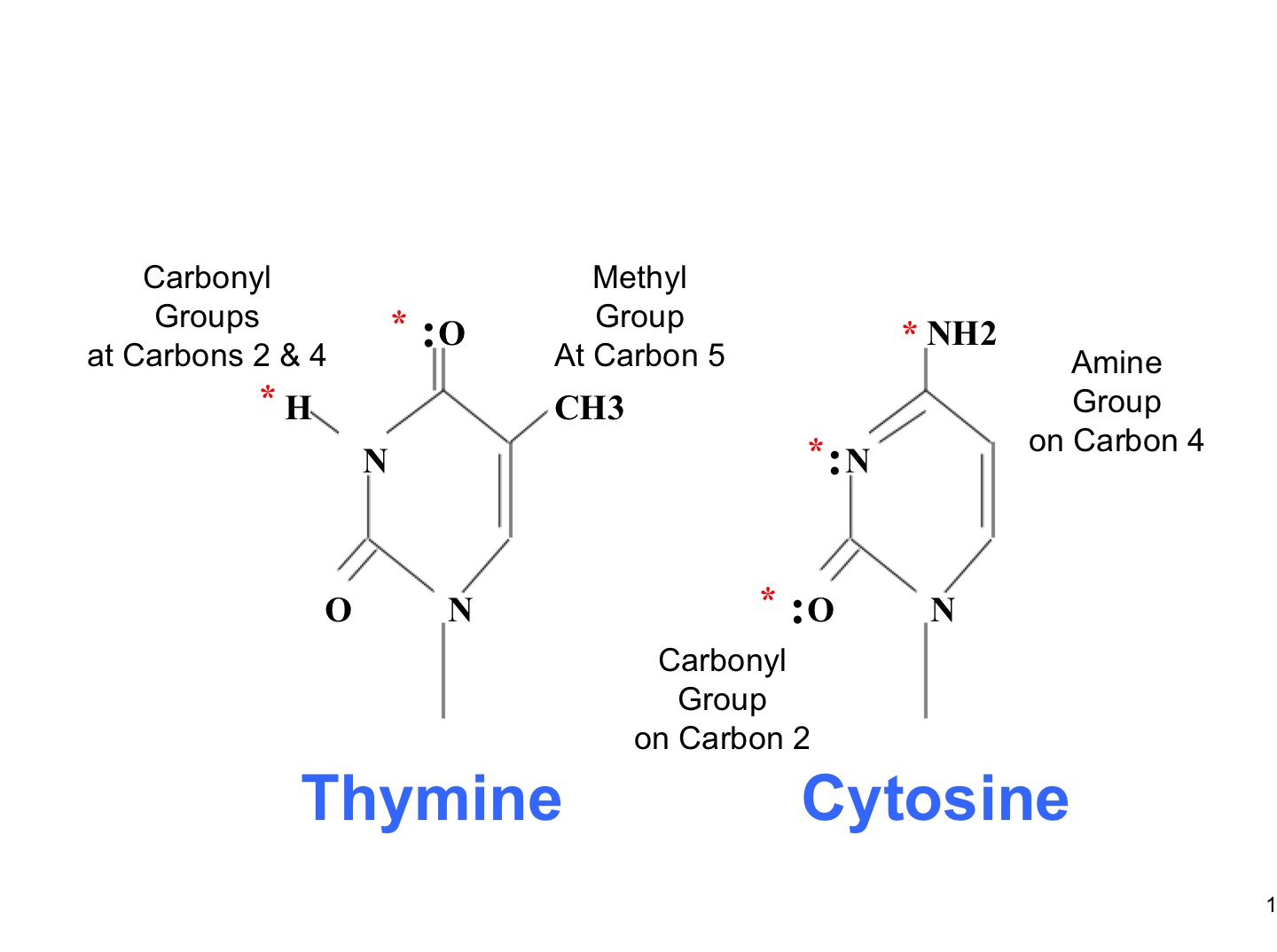 <p>pyrimidine</p>