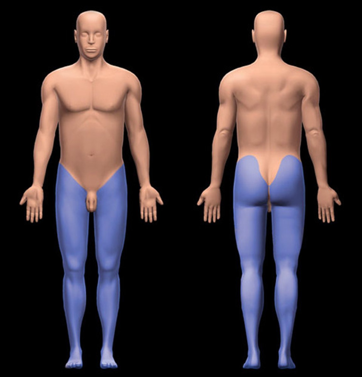 <p>Location:</p><p>Limb that, in anatomical position, extends inferiorly from trunk</p><p>Description:</p><p>Subdivisions: gluteal region (buttock), femoral region (thigh), leg, and foot (including ankle)</p>