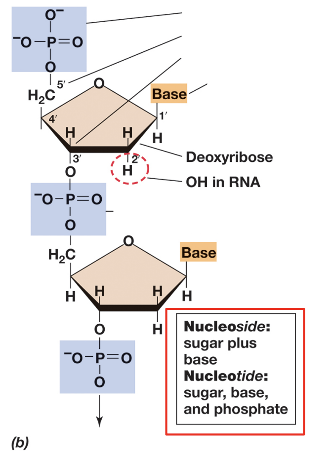 <p>&gt; nts held together by phosphodiester linkages from the 3’ of one nt to 5’ of another</p><p>&gt; nt seqs written 5’ to 3’</p><p>&gt; backbone = phosphates + pentoses / side groups = bases.</p><p></p>