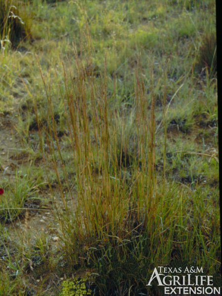 Little bluestem