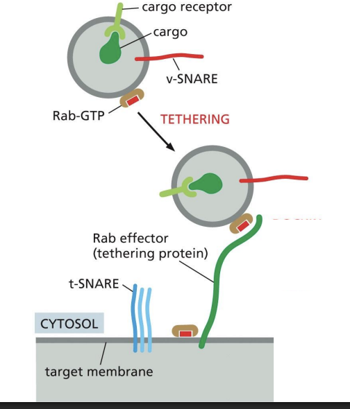 <p>small GTP-binding proteins</p><p></p><p>• Associated to membranes by a lipid anchor</p><p>• Specific Rab proteins associate with specific membranes/organelles</p><p>• Recruit tethering proteins from the cytosol</p>