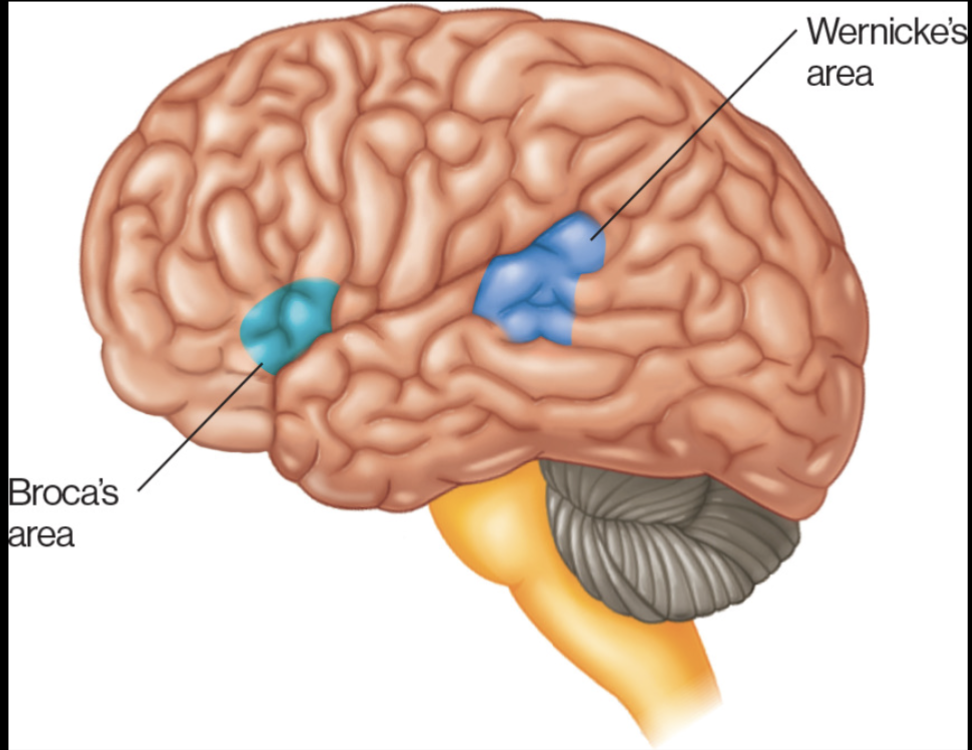 <ul><li><p>FRONTAL LOBE&nbsp;</p><ul><li><p>Speech production </p></li><li><p>think hearing blah, blah, blah, saying words</p></li></ul></li></ul><p></p>