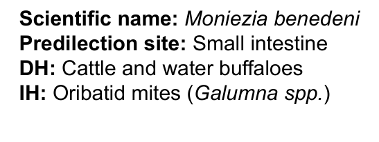 <p>Moniezia benedeni</p><p>egg</p>