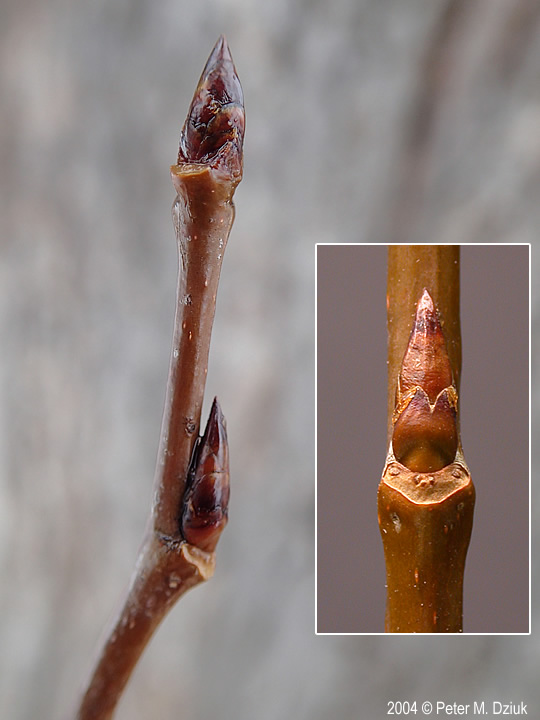 <p>Common name: Quaking aspen</p><p></p><p>Genus: Populus</p><p></p><p>Species: tremuloides</p><p></p><p>Family: Salicaceae</p>