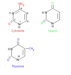 <p>single-ring nitrogenous base, cytosine, thymine, uracil</p>