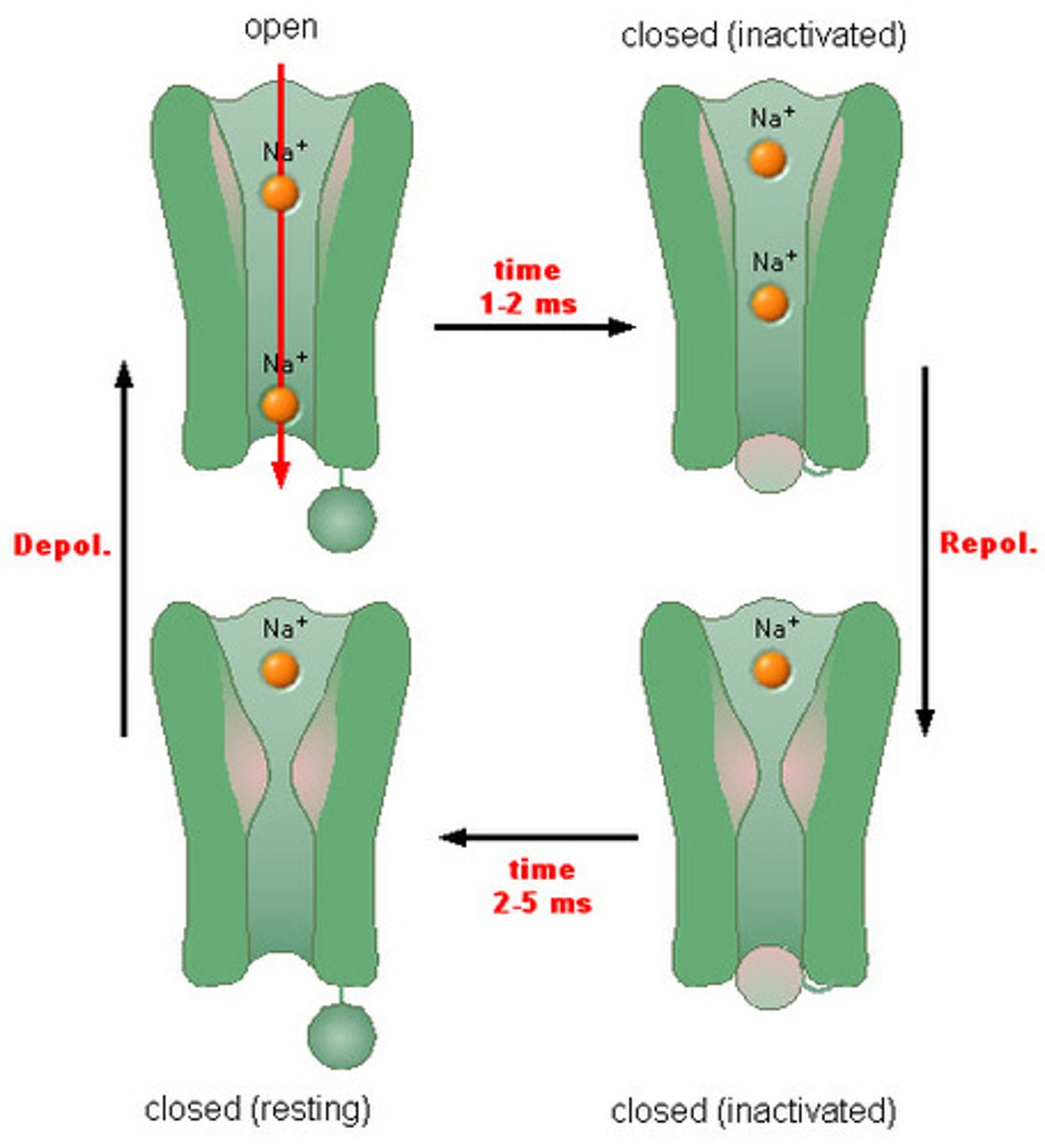 <p>Special gates in the axon that open when the neuron needs to send a signal, letting sodium (Na⁺) rush in.</p>