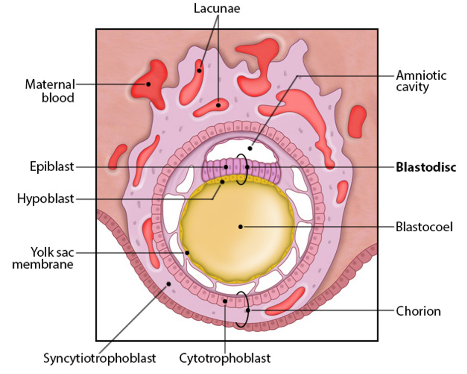 <ul><li><p>hypoblast + epiblast layer</p></li><li><p>gives rise to yolk sac, amnion, chorion</p><ul><li><p>yolk sac- early hematopoesis, derived from hypoblast</p></li><li><p>amnion- surrounds fetus as fluid-filled sac, derived from epiblast</p></li><li><p>chorion- placenta, derived from cytotrophoblast and syncytiotrophoblast</p></li></ul></li><li><p>extra embryonic tissue</p></li></ul><p></p>