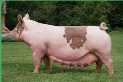 <ul><li><p>good teats to raise pigs</p></li><li><p>both rows point downward</p></li><li><p>should have 6-7 teats per side</p></li><li><p>each placed about 3in apart</p></li><li><p>each about the size of a pencil eraser </p></li></ul><p></p>