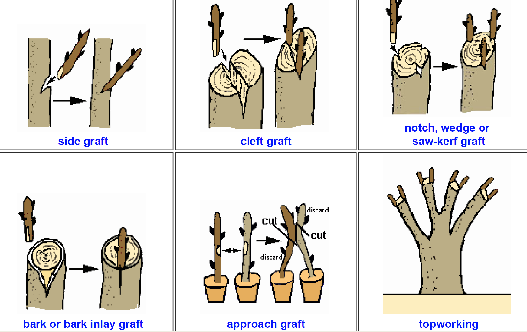 <p>side grafting, cleft grafting, notch (wedge, or saw-kerf) grafting, bark or inlay graft, approach graft, and topworking</p>