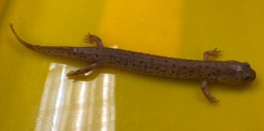 <p>Family: Plethodontidae</p><ul><li><p><span style="background-color: transparent;"><span>Mud salamander</span></span></p></li><li><p><span style="background-color: transparent;"><span>Short tail, brown eyes</span></span></p></li><li><p><span style="background-color: transparent;"><span>Dorsum bright red, orange, spots round and well separated </span></span></p></li><li><p><span style="background-color: transparent;"><span>Most common at lower elevations (swampy pools, floodplain forests)</span></span></p></li><li><p><span style="background-color: transparent;"><span>Eggs laid in late fall, 2 years aquatic larvae </span></span></p></li><li><p><span style="background-color: transparent;"><span>Scattered dispersal</span></span></p></li><li><p><span style="background-color: transparent;"><span>Rounded beak</span></span></p></li></ul><p></p>