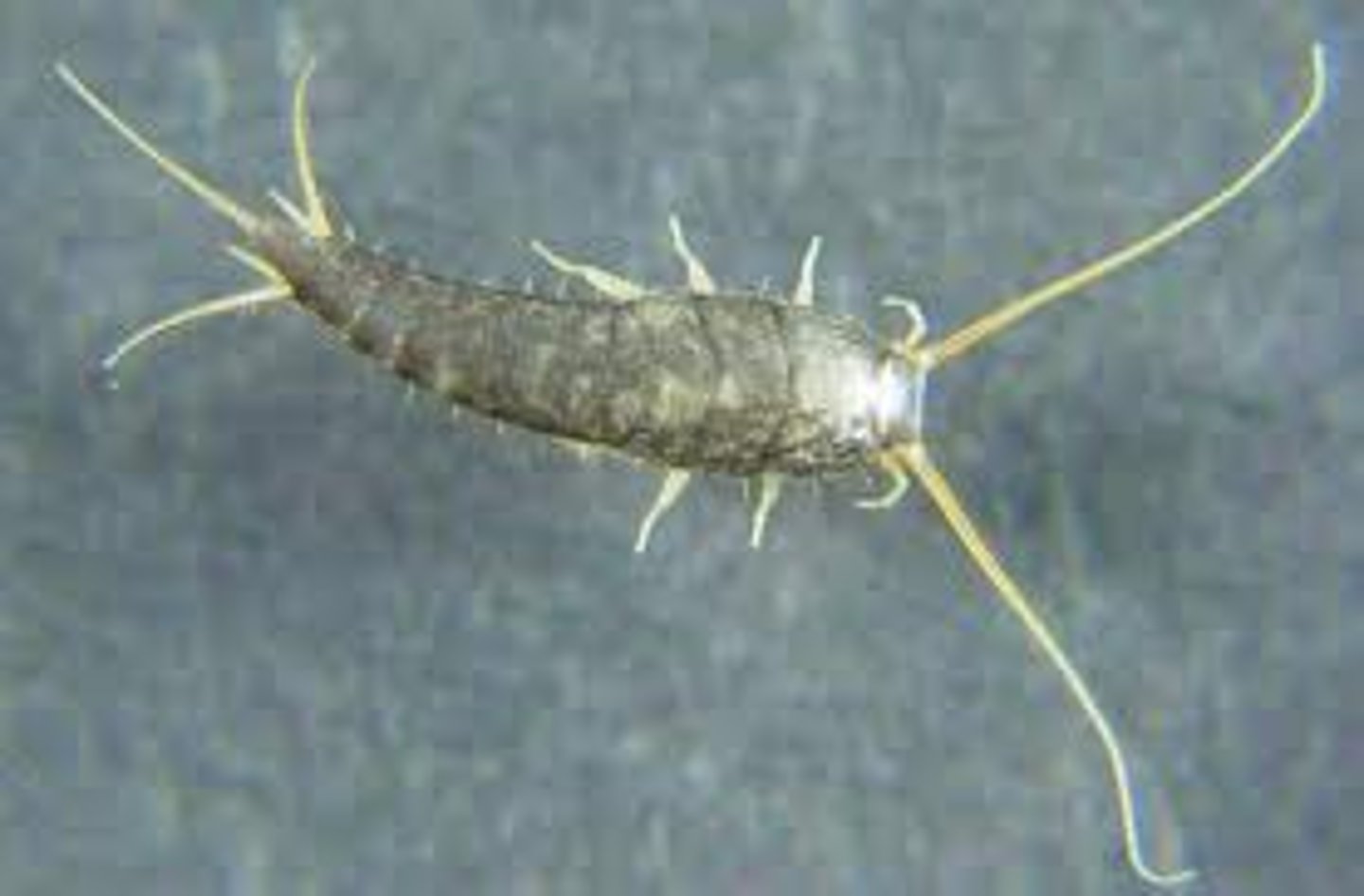 <p>Silverfish</p>