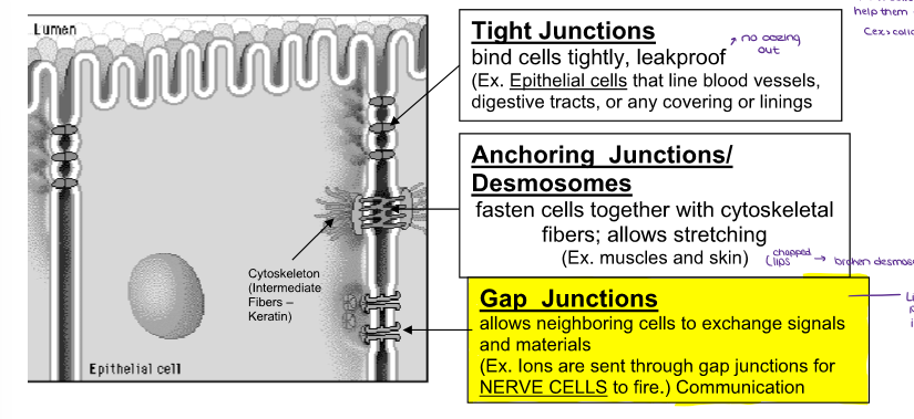 <ul><li><p>bind cells tightly, leakproof (no oozing out)</p></li><li><p>(Ex. <u>Epithelial cells</u> that line blood vessels, digestive tracts, or any covering or linings</p></li></ul><p></p>