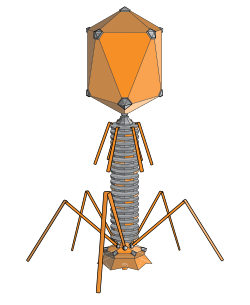 <p>parts of a bacteriophage </p>