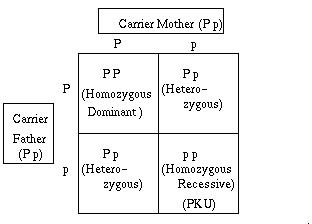 <p>Homozygous dominant</p>