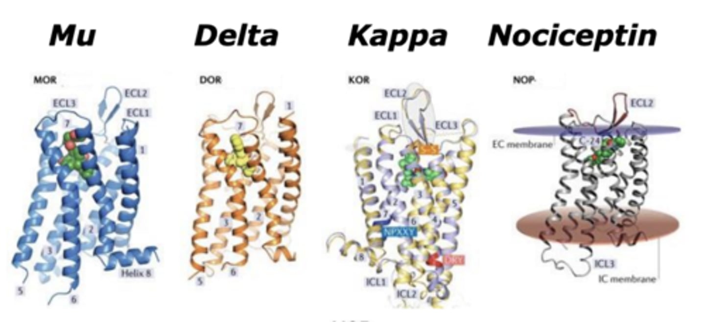 <p>Mu, Delta, Kappa, Nociceptin</p>