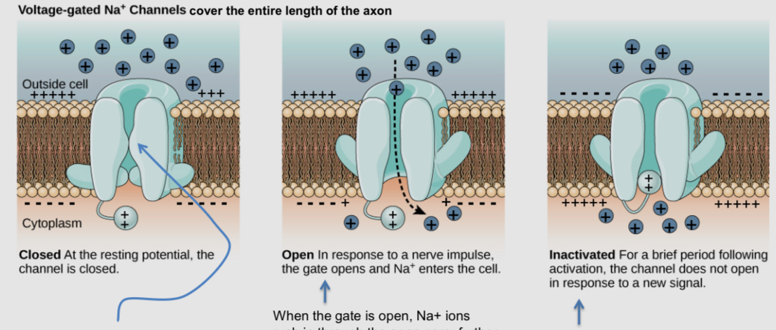 <ul><li><p>it is used to initiate and propagate the action potential</p></li><li><p>They line the length of the axon, it is rare to find them anywhere else</p></li><li><p>There are any where the axon connects to the Soma (the axon hillock) where action potential starts</p></li><li><p>If recomptons let enough Na+ ions to significantly depolarize the membrane of the axon hillock (to around -40 mV), then voltage-gated channels will start opening, allowing more Na+ to enter and further depolarizing the membrane</p></li><li><p>The influx of Na+ through voltage gated sodium channels starts a chain of reaction that propagates down the entire length of the axon. Na+ influx through the first channels in the axon hillock trigger next ones to open, etc.</p></li></ul><p></p>