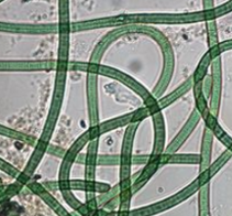 <p>cyanobacteria made up of long straight filaments that are made up of a single row of cells. It moves by spinning and filaments can slide back and forth to angle themselves toward a light source</p>