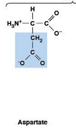 <ul><li><p><strong>Polar, charged, HYDROPHILIC</strong></p></li><li><p><strong>Negatively charged (acidic)</strong></p></li><li><p><strong>R-group:</strong> carboxylate (–CH₂–COO⁻)</p></li><li><p>Frequently found in <strong>enzyme active sites</strong></p></li></ul><p></p>