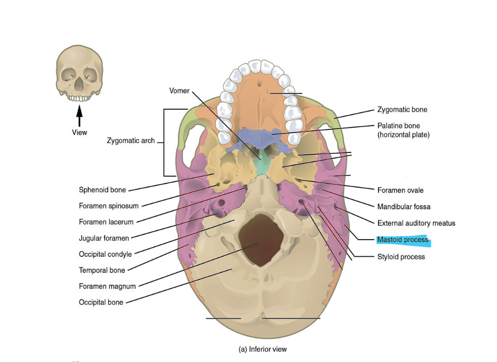 <p>mastoid process</p>