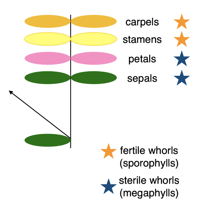 <p><span>The arrangement of floral organs (such as sepals, petals, stamens, and carpels) around the stem at each level of the flower</span></p>