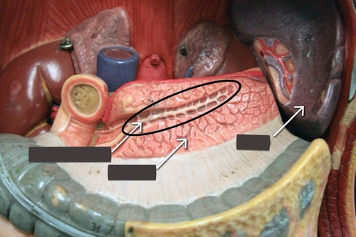 <p>Inside pancreas</p>