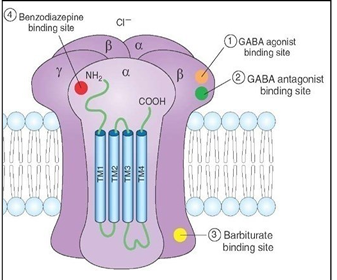 <p>pentamers (made of 5 subunits)</p>