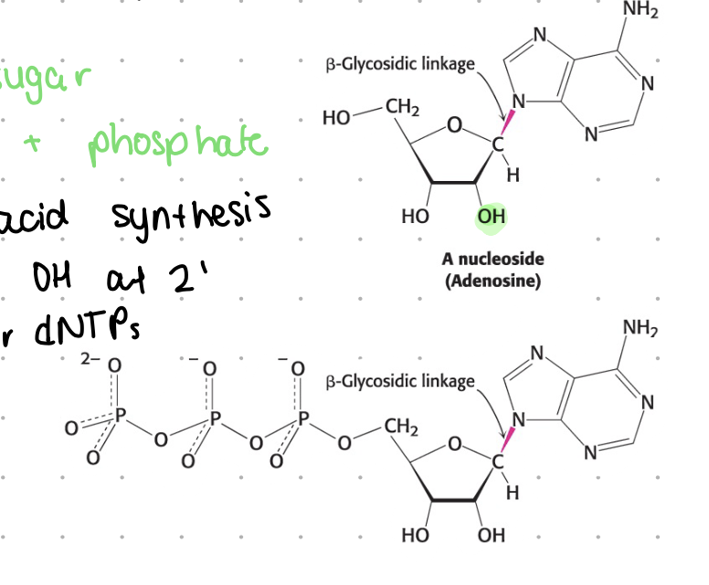 <p>nucleoside (base + sugar) + phosphate</p>