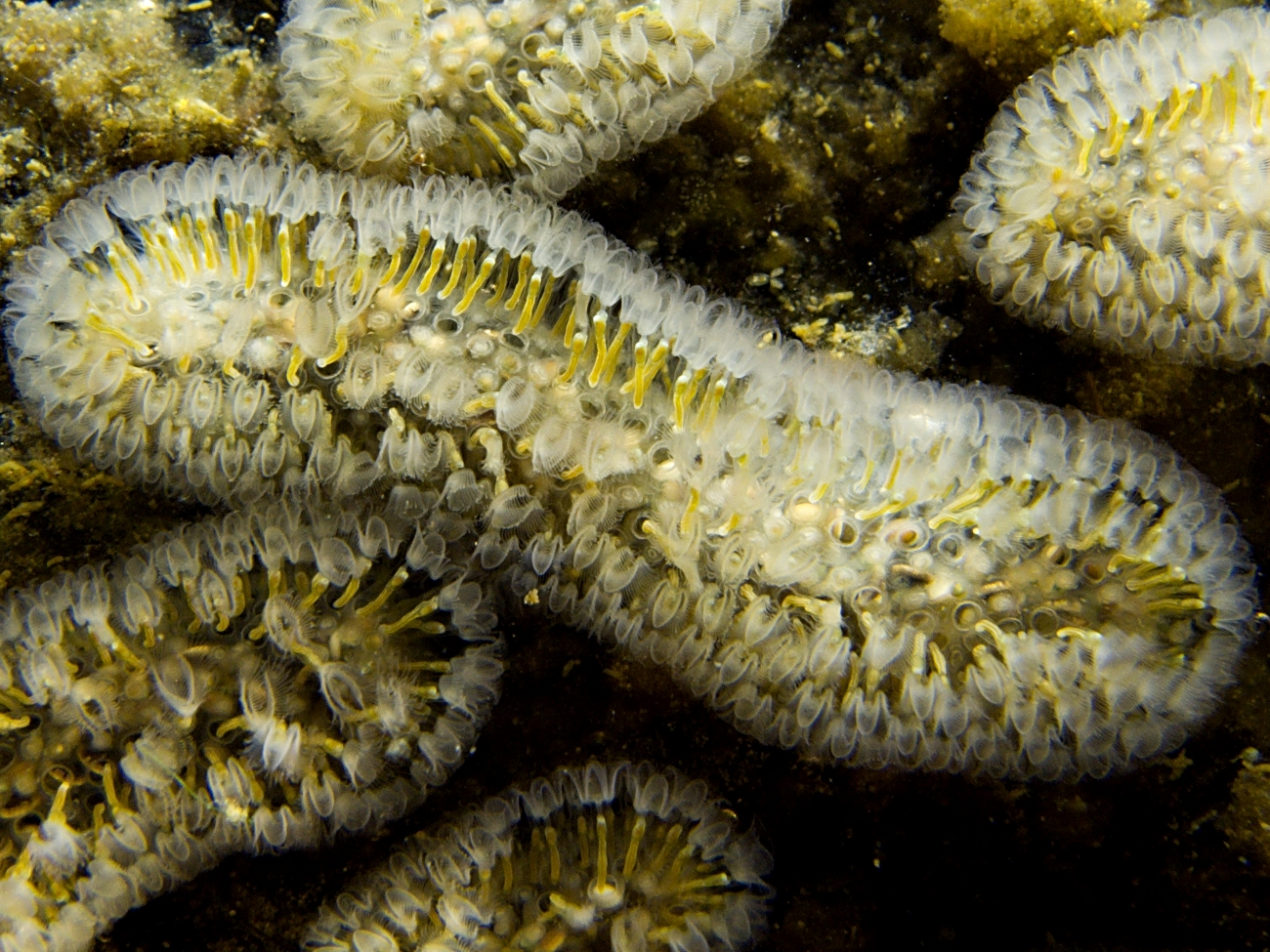 <p>kmen: BRYOZOA/ECTOPROCTA (mechavky)</p><p><strong><u>statoblasty</u></strong></p>