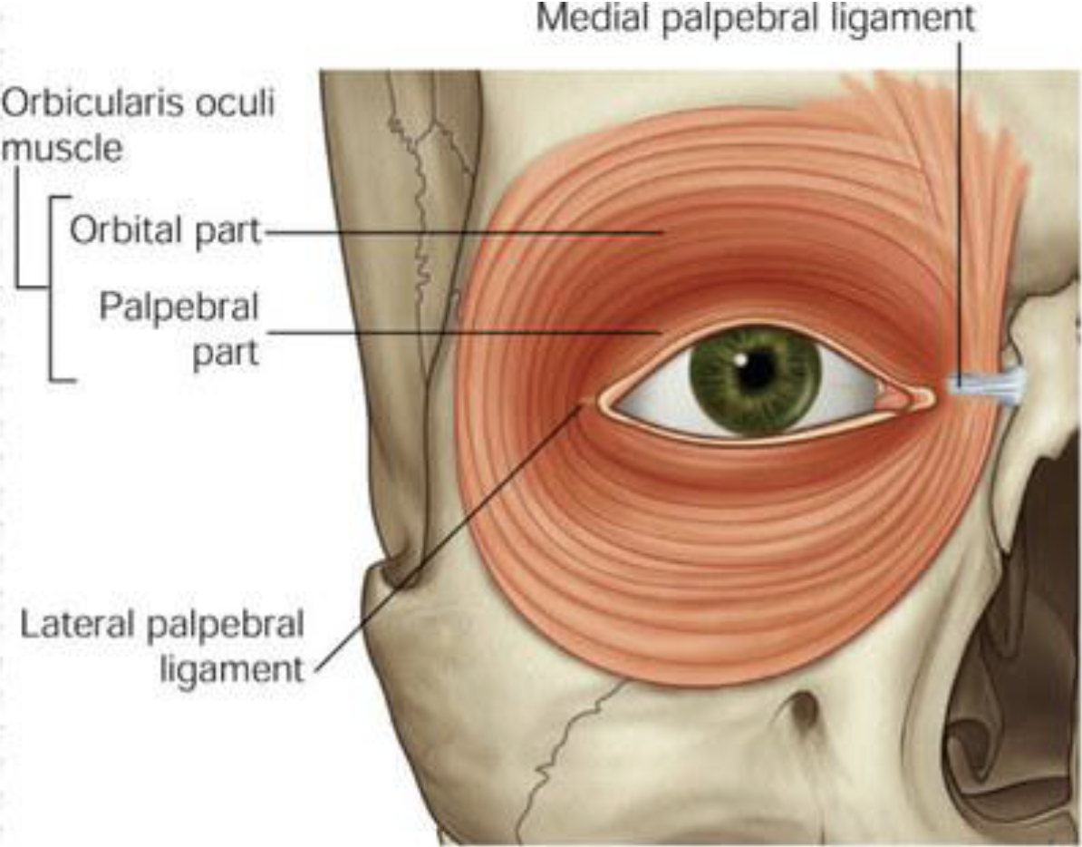 <ul><li><p>Important muscle in facial expression</p></li><li><p>Close the eyelid, and to help in the passing and draining of tears</p></li><li><p>Closes the eyelids gently in involuntary or reflex blinking</p></li></ul><p></p>