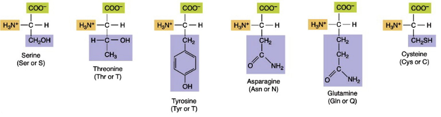 ser, thr, tyr, asn, gln, cys