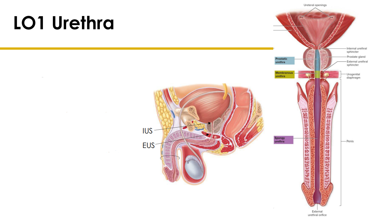 <p>Urethra (for those without uterus)</p>