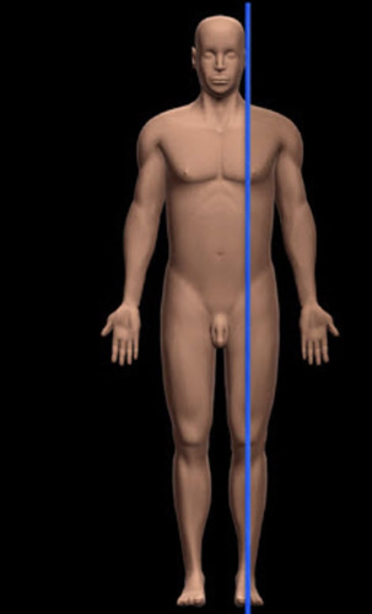 <p>divides body or body part into unequal right and left sections</p>