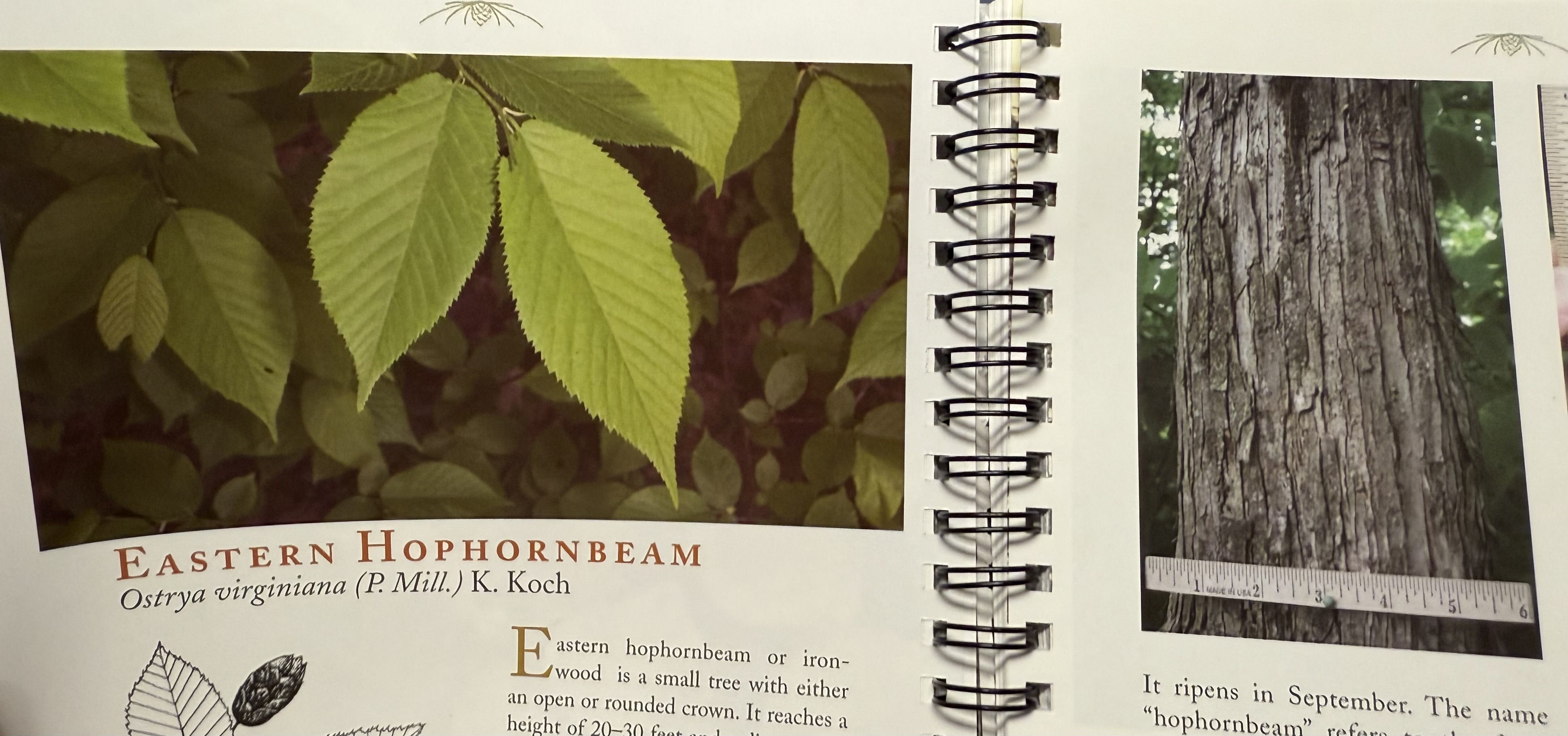 <p>ironwood (hop hornbeam)</p>