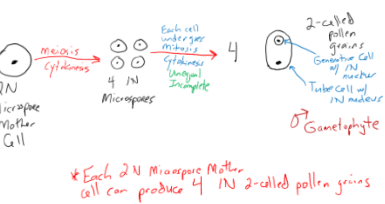 <p>2N cell undergoes meiosis and cytokinesis to create 4 1N microspores which then undergo mitosis and cytokinesis, but unequal and incomplete for some to create 4 2-celled pollen grain which contain a tube cell with a 1N nucleus and a generative cell with a 1N nucleus</p><p>EACH 2N MICROSPORE MOTHER CELL CAN PRODUCE 4 1N 2-CELLED POLLEN GRAINS</p>