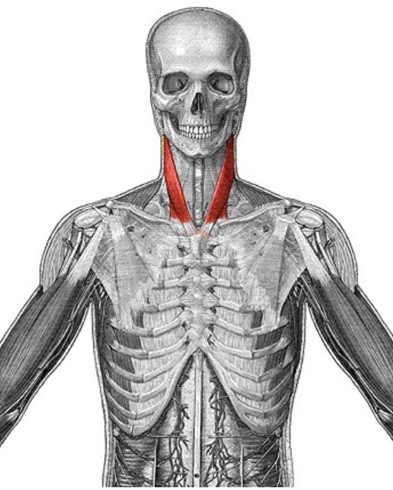 <p>Origin: Manubrium of sternum Insertion: mastoid process of temporal bone Action: Flexes and laterally rotates the head</p>