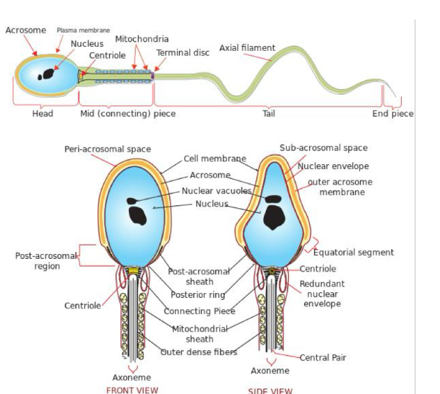 <ul><li><p>Head (nucleus and acrosome)</p></li></ul><p>• Middle or connecting piece (AXONEME)</p><p>• Principal piece or tail</p><p>• Terminal or end piece</p>