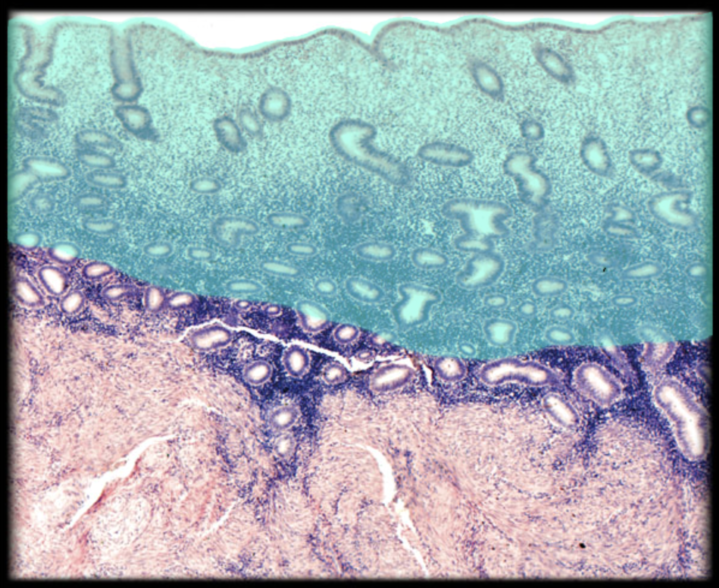 <p>What structure is shown?</p>