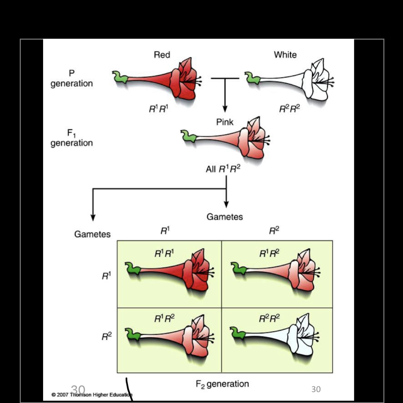 <p>Ejemplo de dominancia incompleta</p>