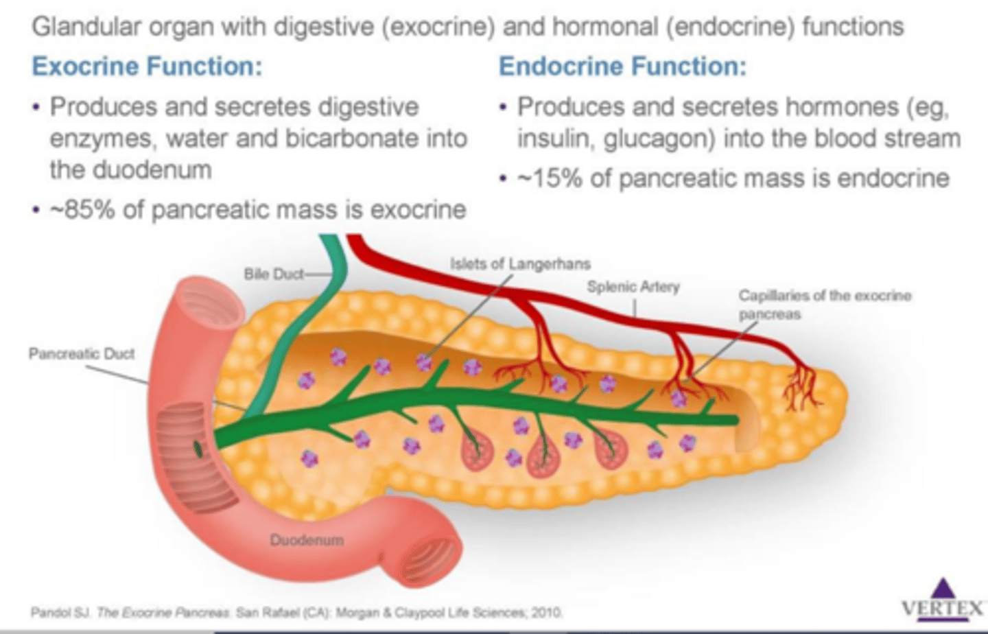 <p>endocrine: supply insulin and glucagon</p><p>exocrine: digestive enzymes</p>