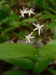 Star flowered Solomon's seal