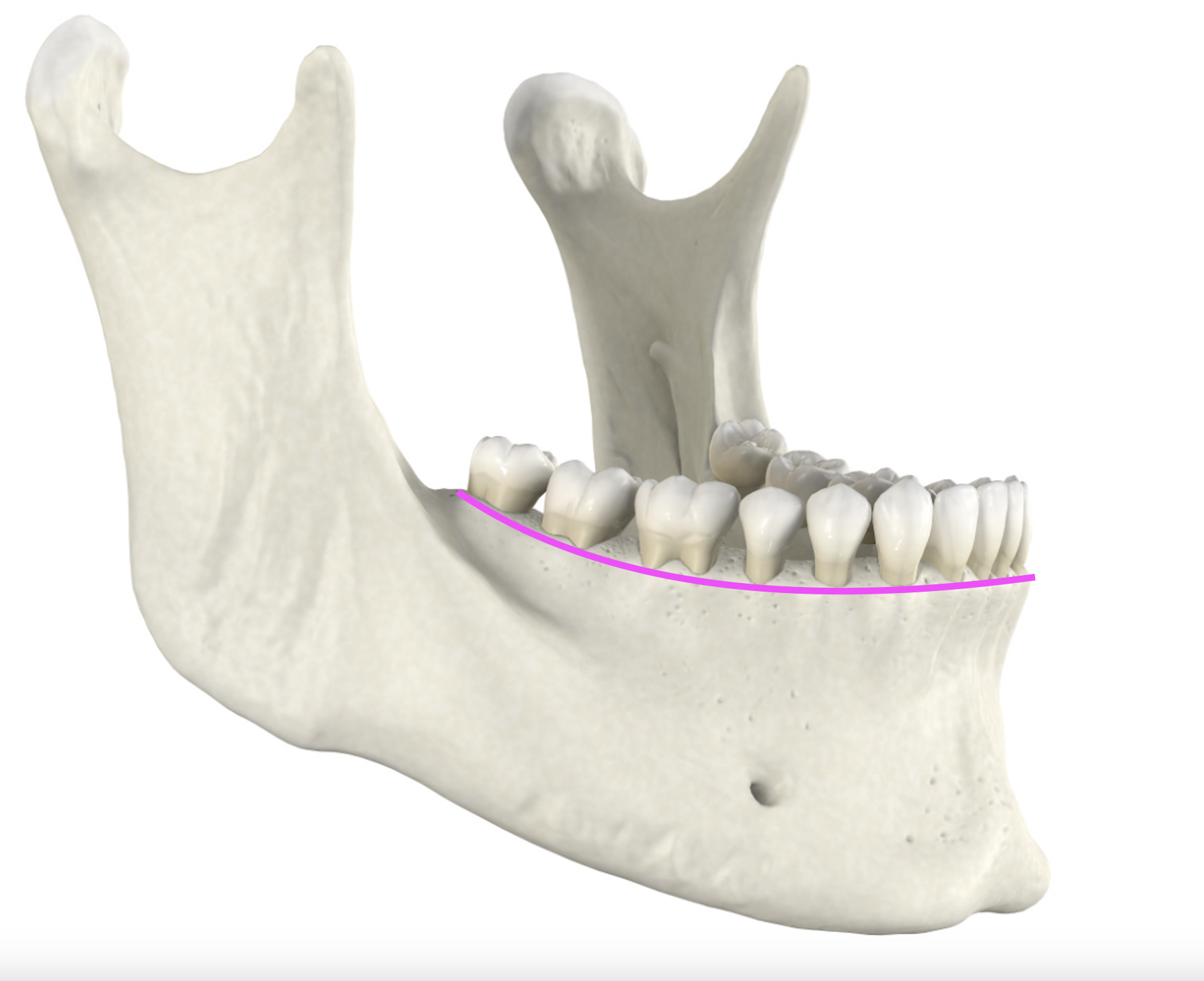 <p>What bone marking is this?</p>