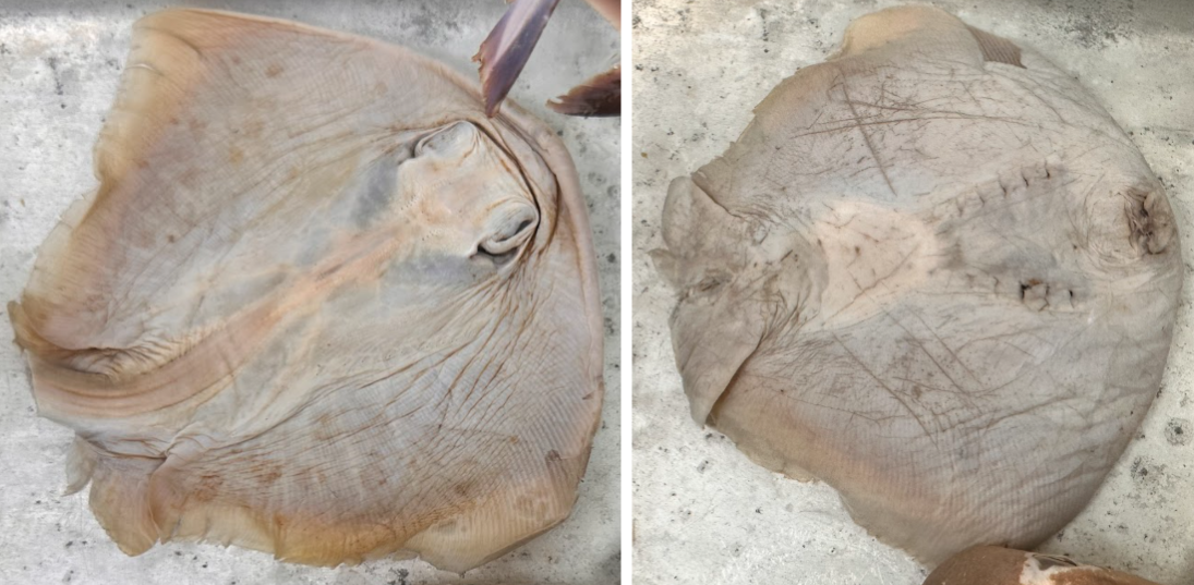 <p>What is the class of this specimen?</p>