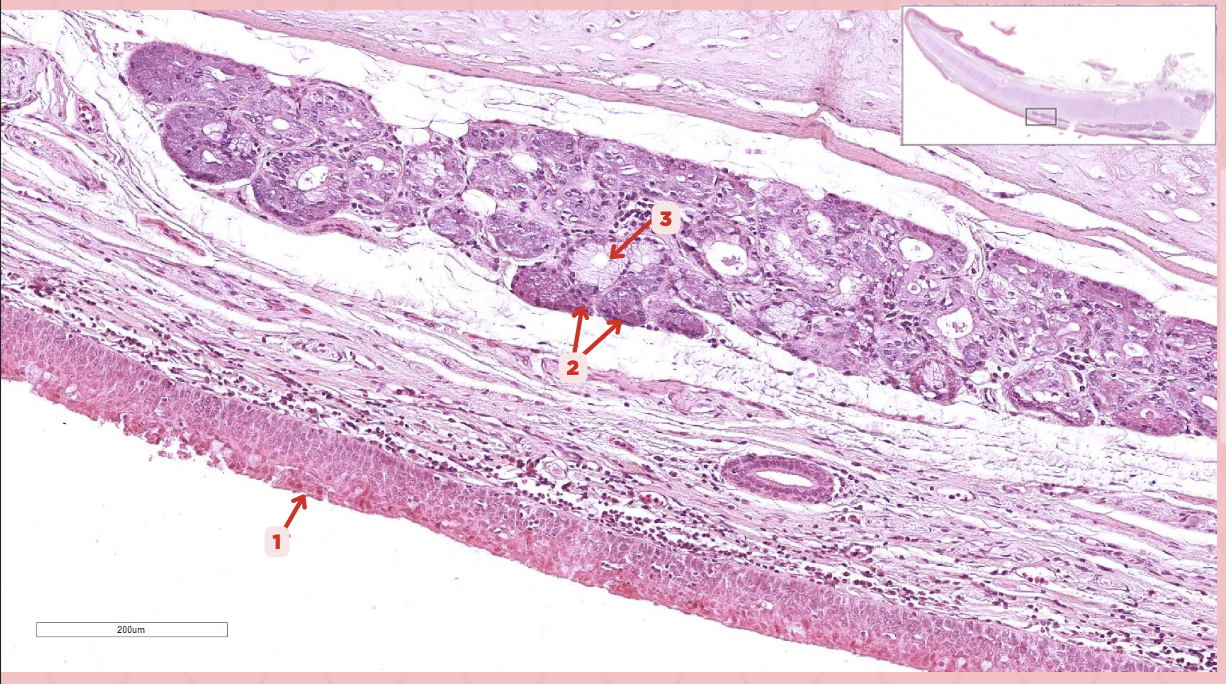 <p>What is the gland at #2?</p>