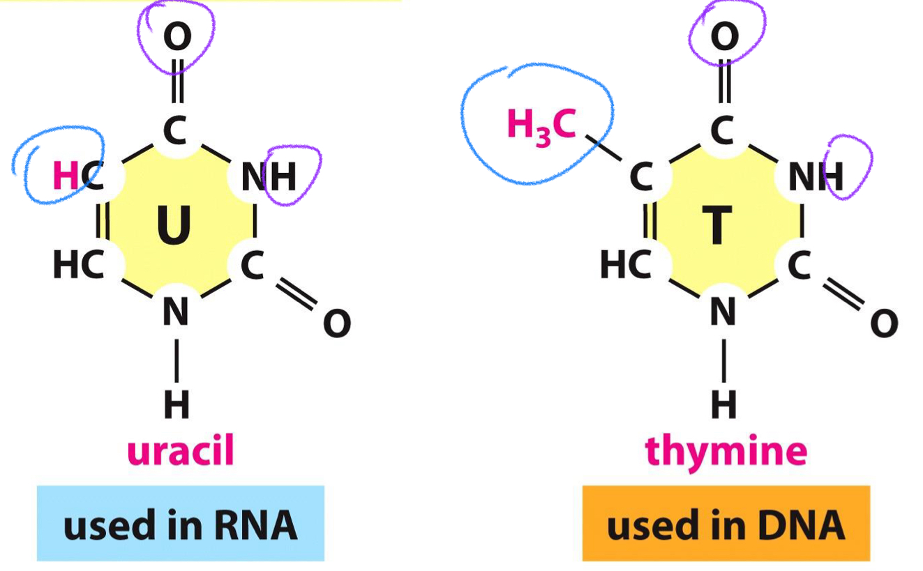 <p>Thymine is the METHYLATED version of Uracil </p>