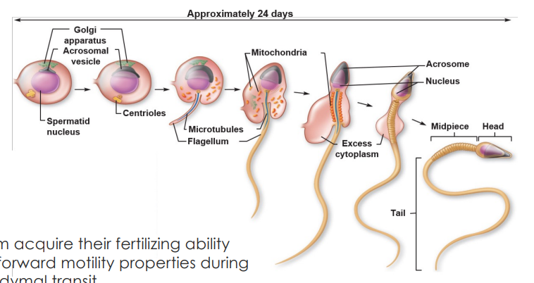 <p>Sperm acquire their fertilizing ability and forward motility properties during epididymal transit</p>