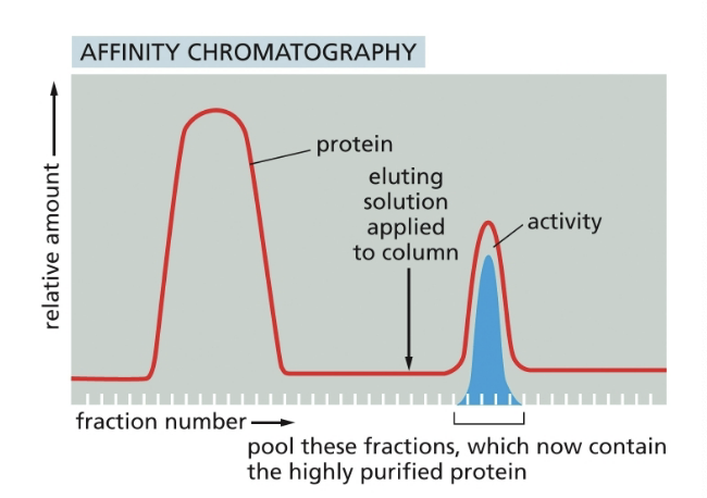 <ul><li><p>a homogenate of cells if fractionated by allowing it to percolate thru an immobilized substrate of the enzyme</p></li><li><p>the bound proteins were then eluted by pouring an elution solution, such as high volume of the free substrate, onto the top of the column</p></li></ul><p></p>