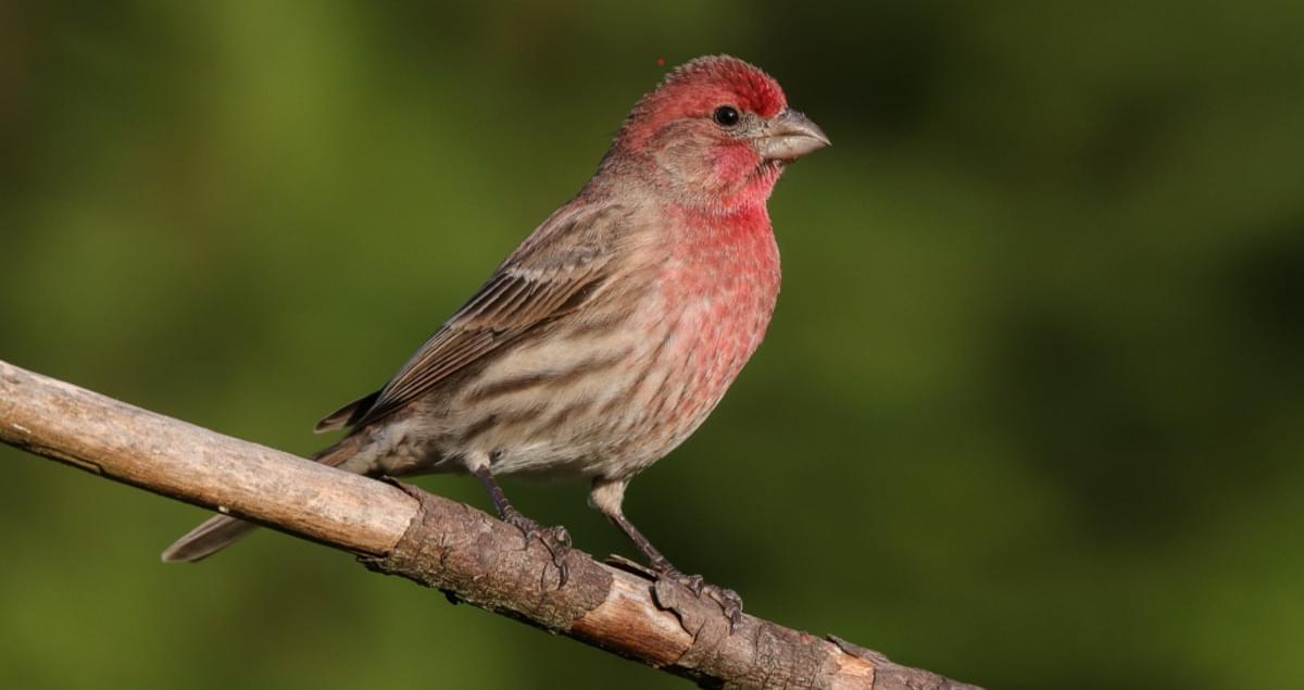 <p>What bird is this?</p>