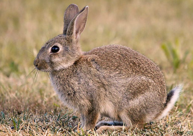 <p><span style="line-height: normal;"><span>− </span></span>Ohren kleiner als Kopf, ohne schwarze Spitzen,</p><p class="p1">Iris dunkelbraun, Fell graubraun</p><p class="p1"><span style="line-height: normal;"><span>− </span></span>Schwanz oben schwarz, unten weiss</p><p class="p1"><span style="line-height: normal;"><span>− </span></span>Körperform: rundlich, kürzere Beine</p><p class="p1"><span style="line-height: normal;"><span>− </span></span>Graben Baue, leben in Kolonien</p><p class="p1"><span style="line-height: normal;"><span>− </span></span>Älteste Nachweise CH aus dem 13. Jh. Heute nur noch isolierte Population in Sion und Einzelsichtungen in der Region Genf (ausgesetzte Tiere aus Frankreich).</p>