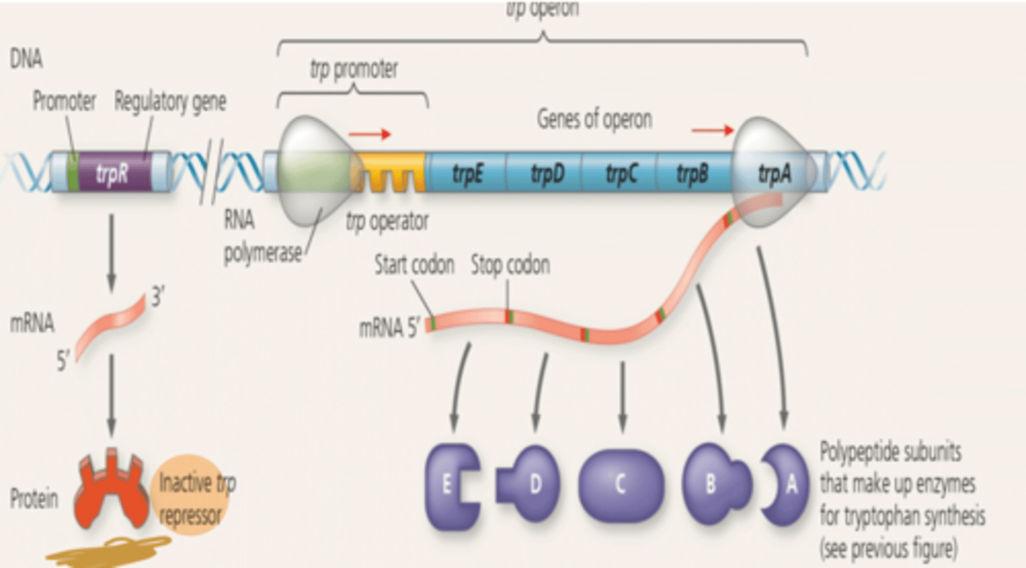 <p>Operon on-RNA polymerase attaches to the DNA at the operon's promoter and transcribes the operons genes (TRP repressor is inactive). Enzymes for tryptophan synthesis are made.</p>